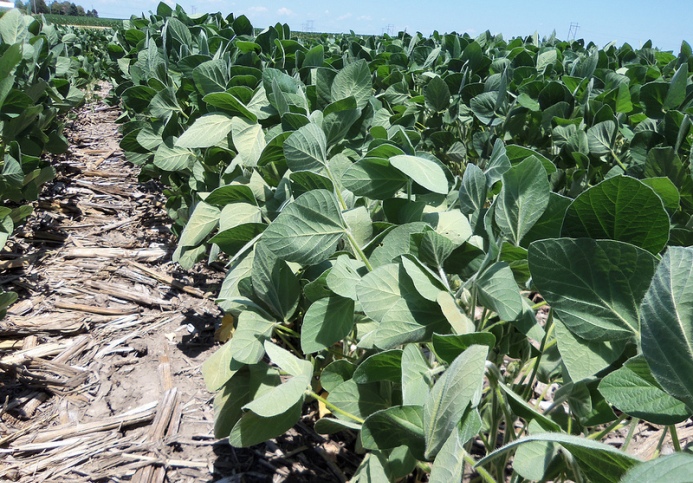 Diagnostics: Soybean Scouting in July: Disease and Insects - Field Advisor