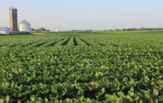 8-foundation-agronomy-planning-soybean-illinois_0