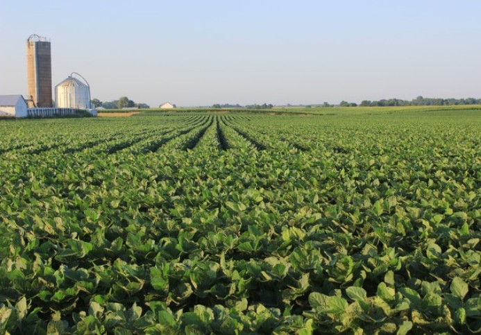 Double Cropping Soybeans – Follow These Five Tips - Field Advisor