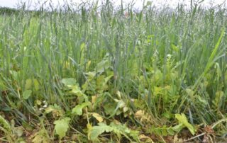 9-cover-crops-illinois-soybeans-soil-quality_1