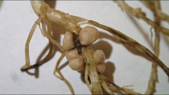 Nodules on Soybean Roots - Field Advisor