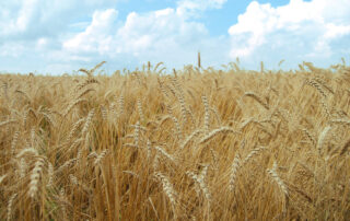 rsz_fields-of-grain-1_0