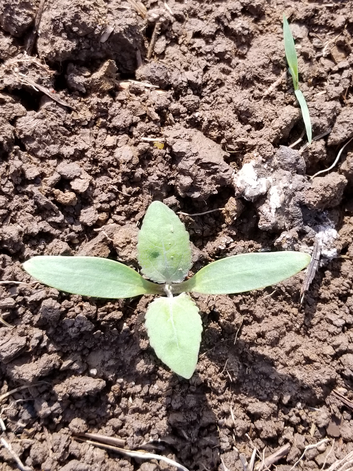 coclebur weed