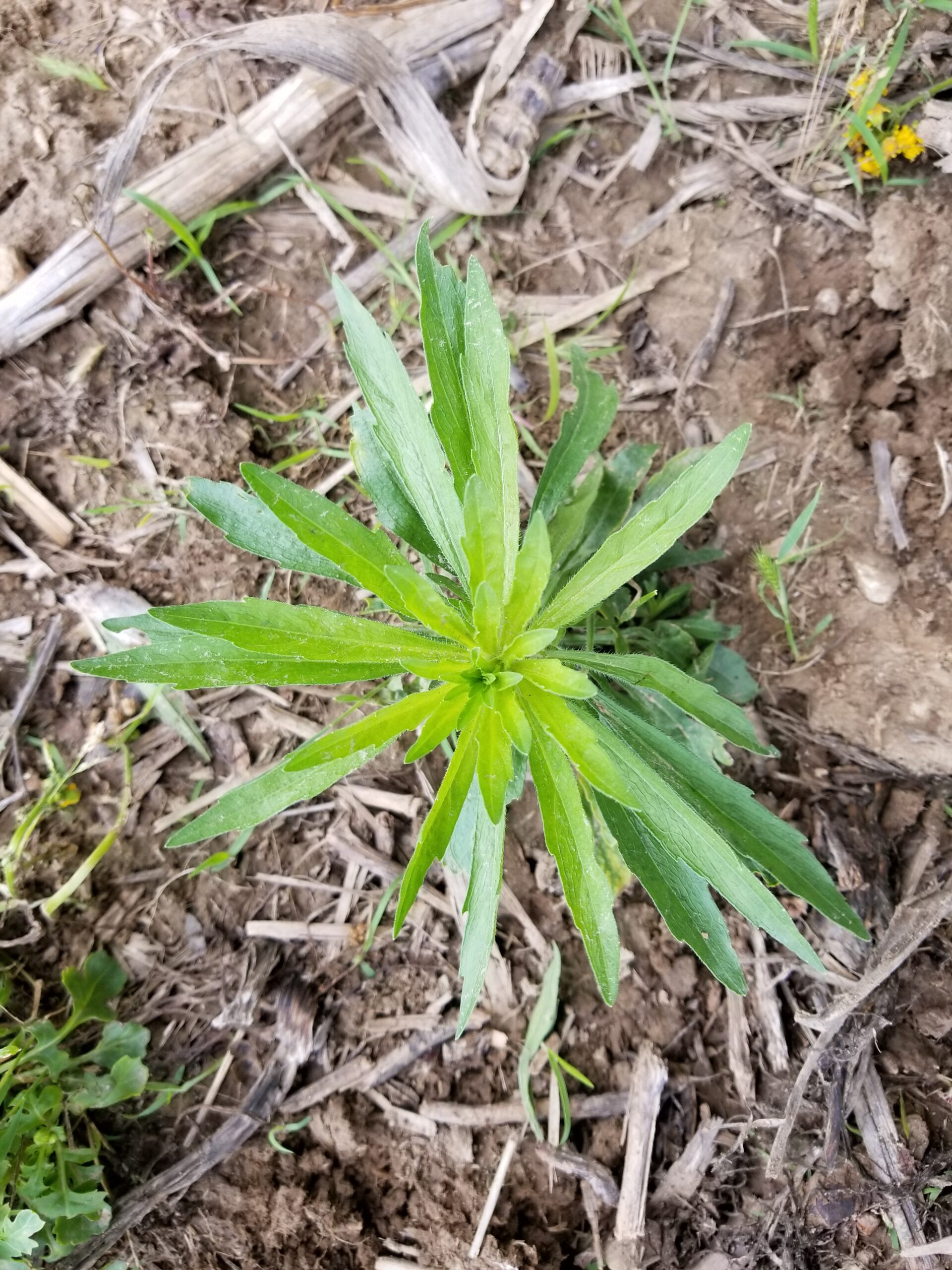 horseweed