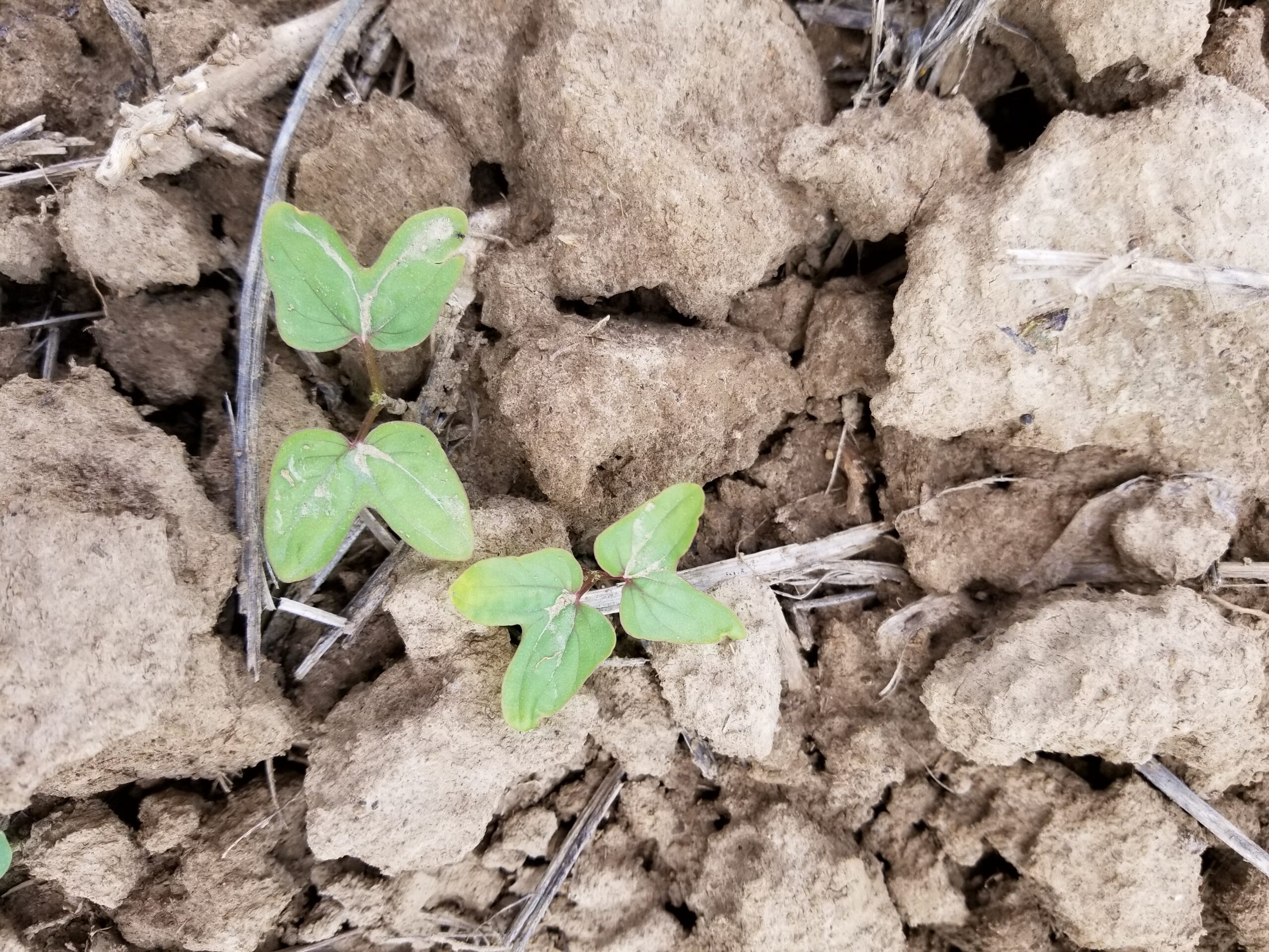 Ivy-leaf morning glory weed