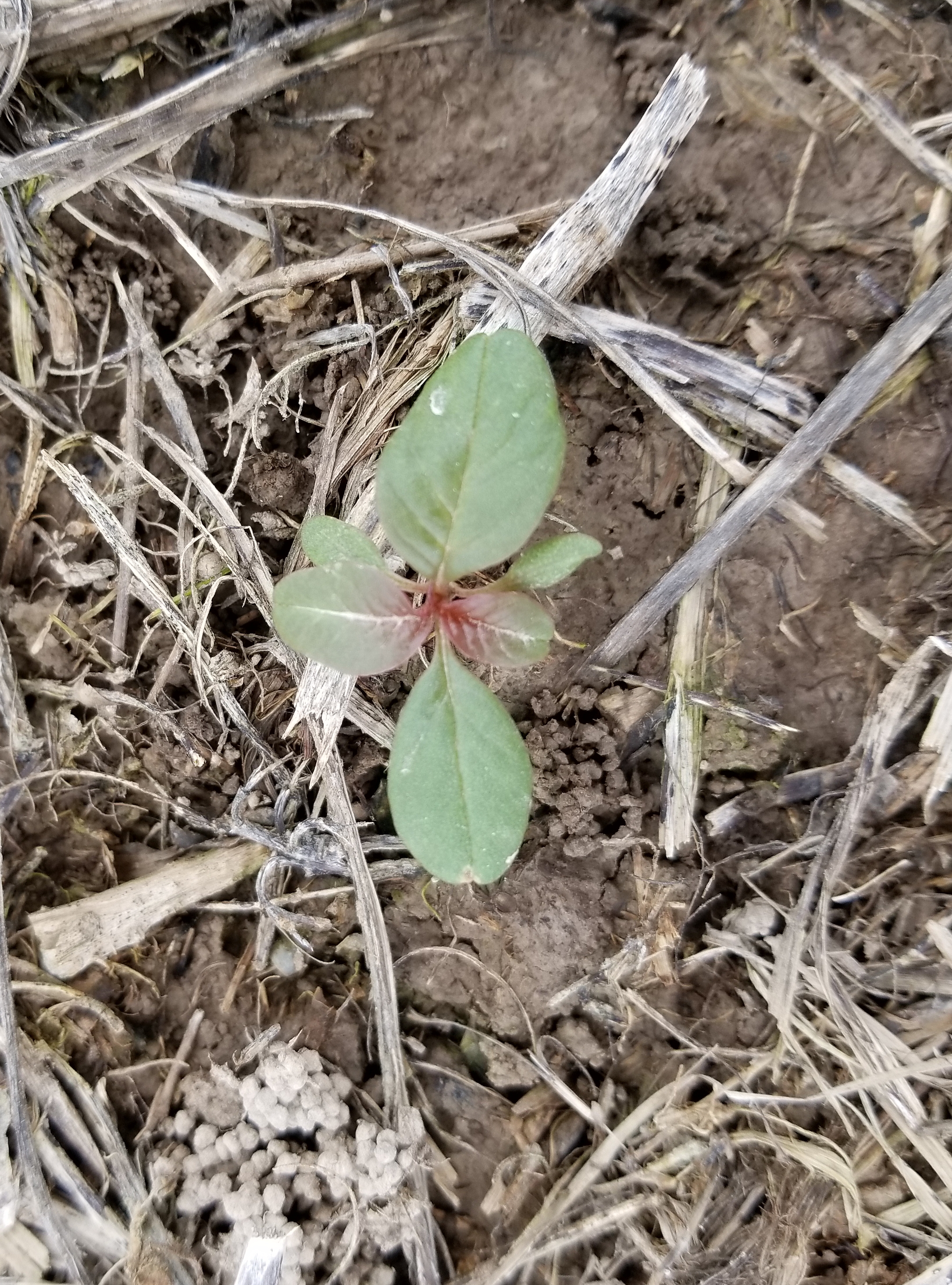 waterhemp weed