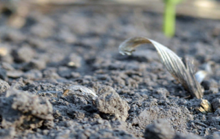 banner_soil