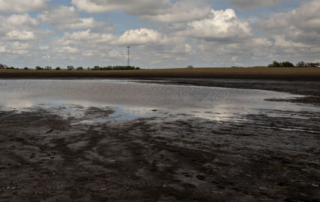 wet fields