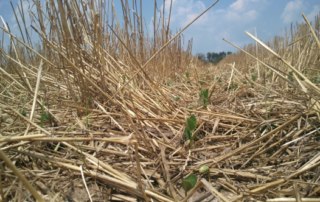 Planted in wheat stalks