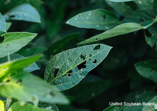Early Soybean Scouting Tips Field Advisor