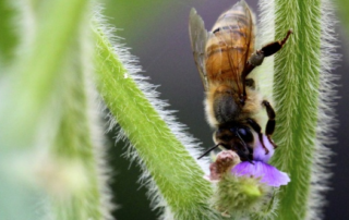 honeybee on soybean