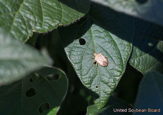 Podcast Scouting For Late Season Soybean Insects And Diseases Field