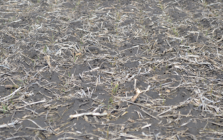 Wheat planting