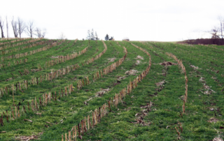 cover crops_Cody Pettit