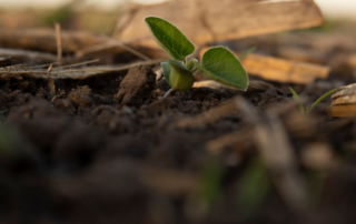 early soybean