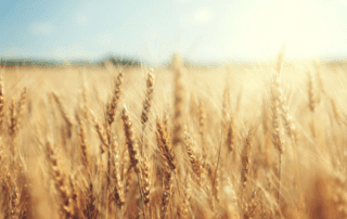 wheat