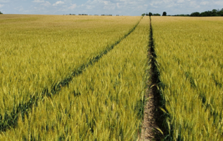 wheatrotation