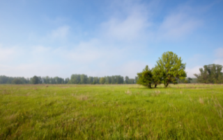 Grasslands