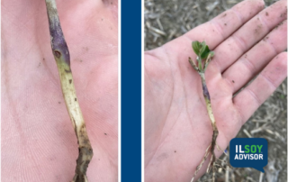 early soybean plants