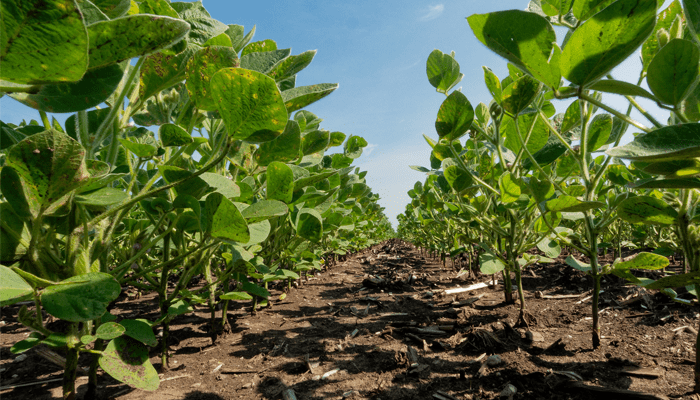 Monitoring Root Development and Planning for Fungicide - Field Advisor