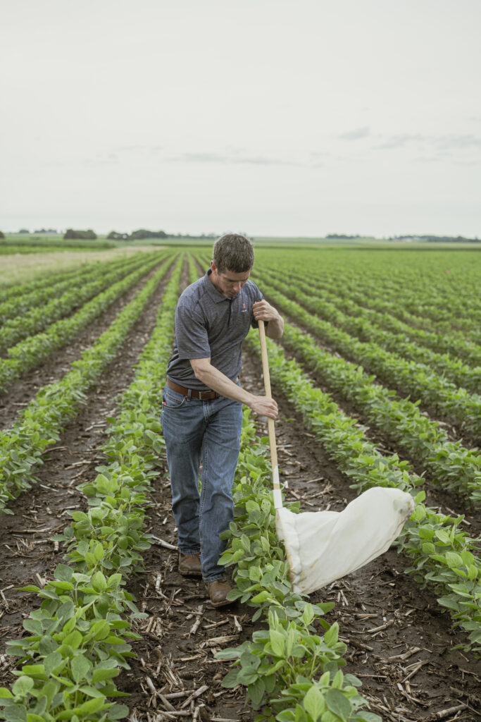 Low Insect Pest Populations Found in 2024 Soybean Research Field Advisor