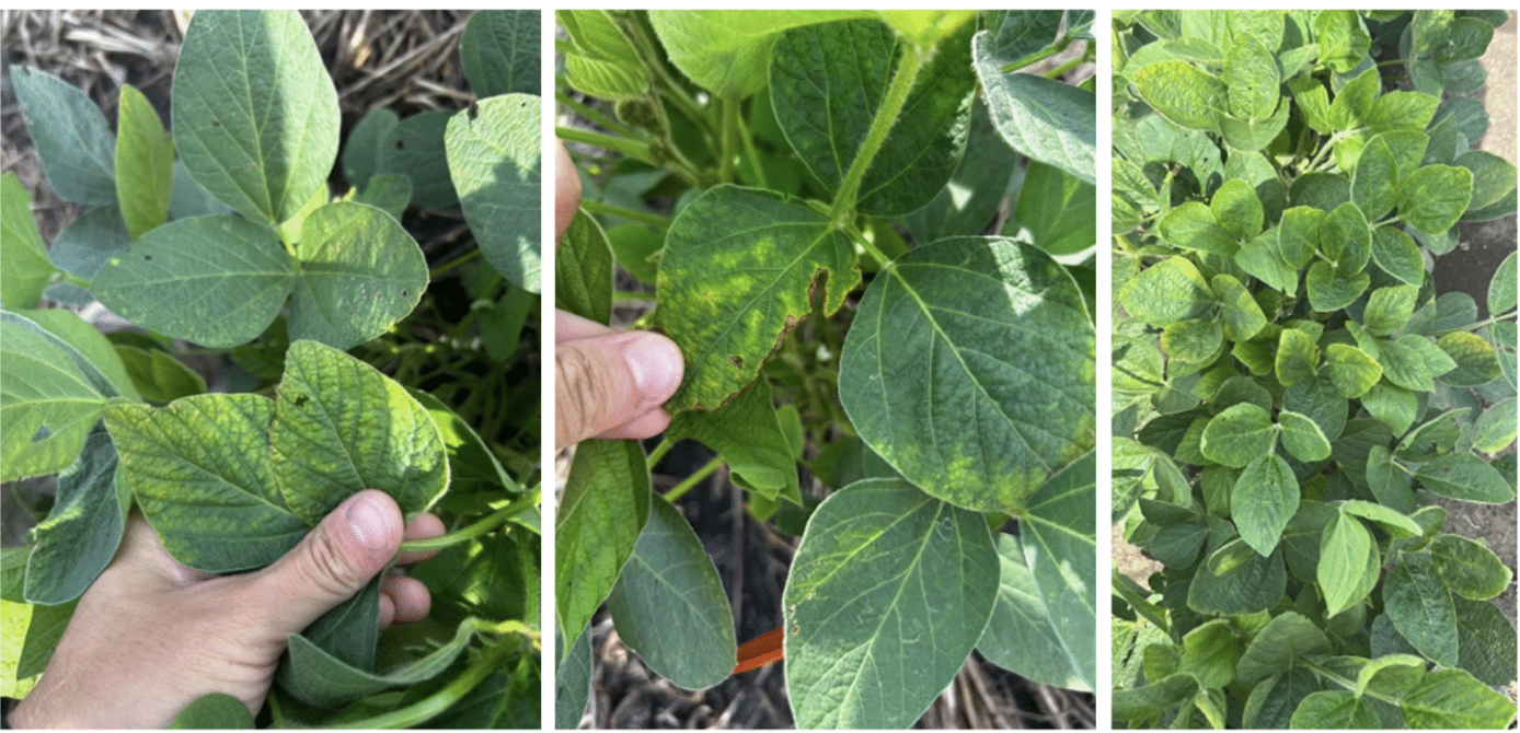 Red Crown Rot Symptoms Emerging in Illinois Soybeans - Field Advisor