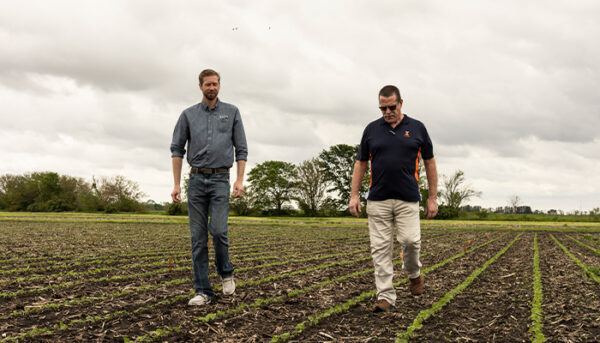 Managing-Weeds-in-Early-Planted-No-Till-Soybeans-Featured