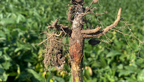 Red-Crown-Rot-Management-in-Soybeans-Featured
