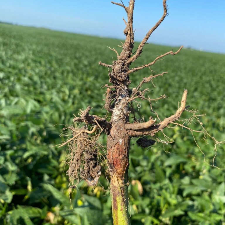 Red Crown Rot: The Soybean Disease That Keeps Raising Questions