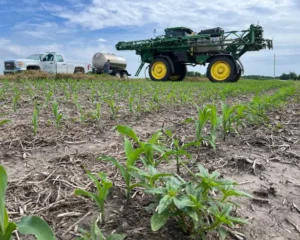Glufosinate: What is the Perfect Day to Spray?