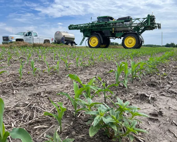 Glufosinate: What is the Perfect Day to Spray?