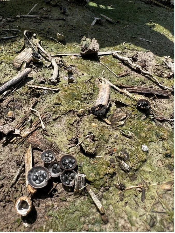 white mold 1