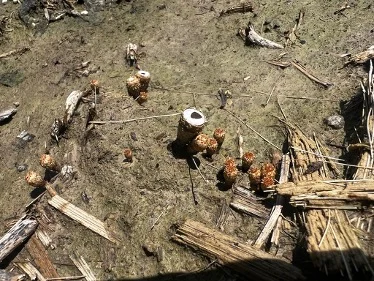 white mold 3