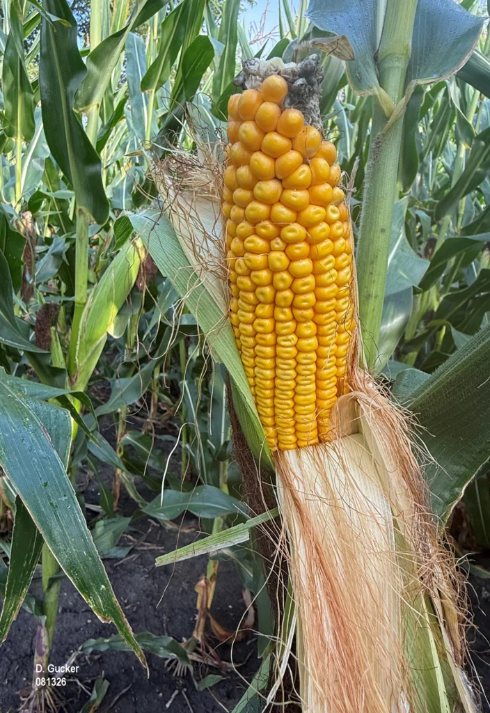 Corn ear in the R5, Dent stage on August 13. Ear tipback is evident.