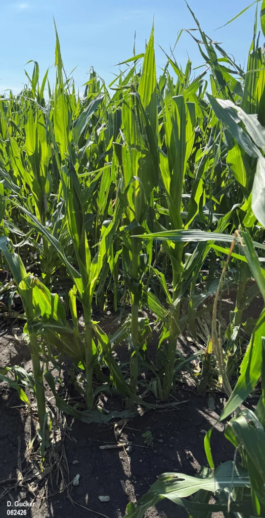 A photo taken on June 24, 2026, of corn plants damaged by hail on June 17, 2026. The field has 10 to 20 percent stand loss due to hail, cutting off plants.