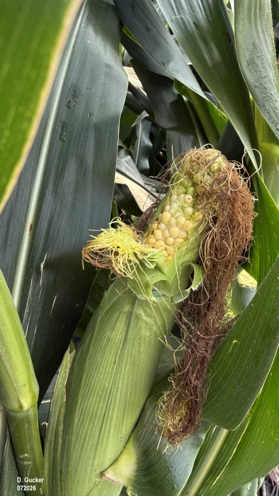 April planted corn fields are reaching the R3, Milk stage