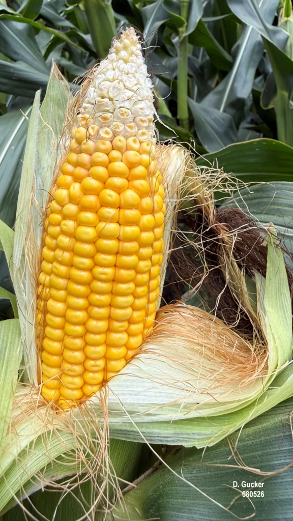 Ear of early planted corn that is in the R4, Dough stage with some kernels beginning to dent.