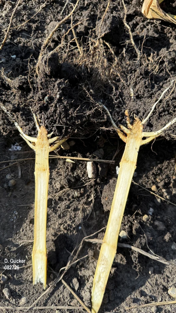 Lower corn stalk and root ball split open and showing what was diagnosed to be Rhizoctonia crown and stem rot, and Pythium crown and/or stem rot.
