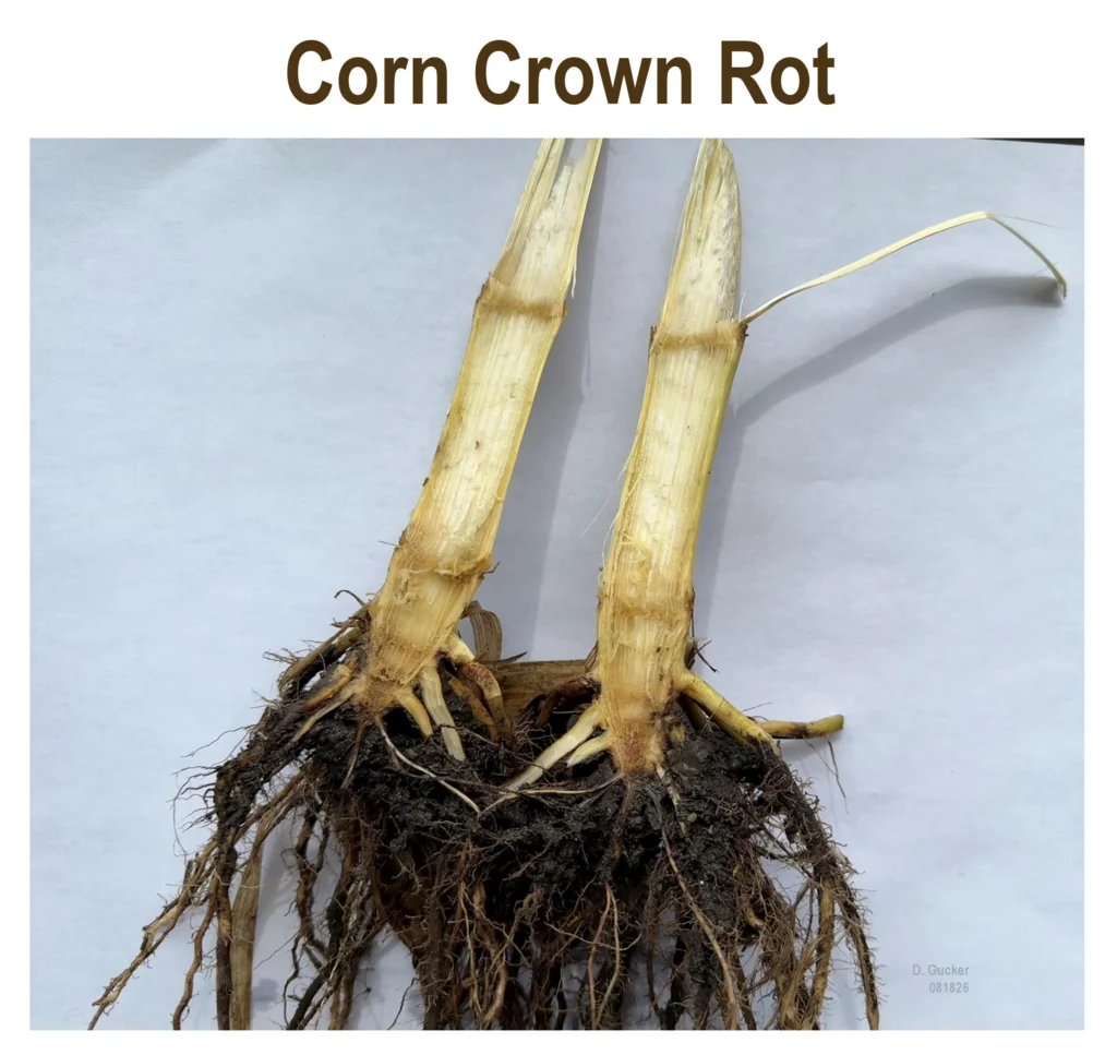 A corn stem split open to show the lower stem and root crown. The exposed portion of the root crown is discolored and not a healthy white color. This infection is possibly Corn Crown Rot.