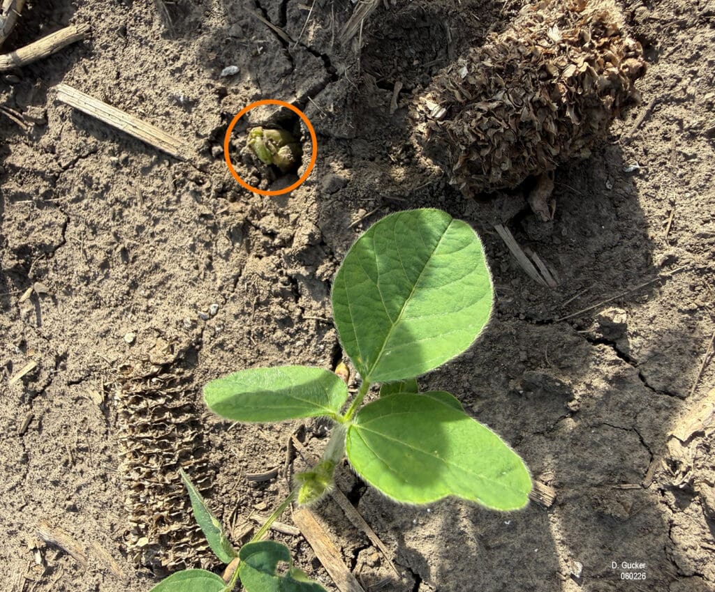 Photo shows a soybean plant with a broken stem caused by crusted soil not allowing the plant to pull the cotyledons out of the ground.