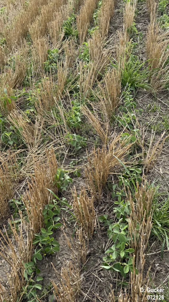 No-Till double-crop soybeans planted the first week of July are in the V3, Third Trifoliate stage.