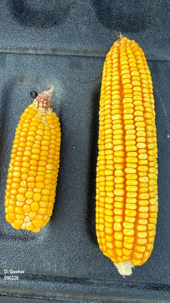 Two ears of corn, with one being over 9 inches long and the other less than 6 inches. Both ears were from the same row of corn.