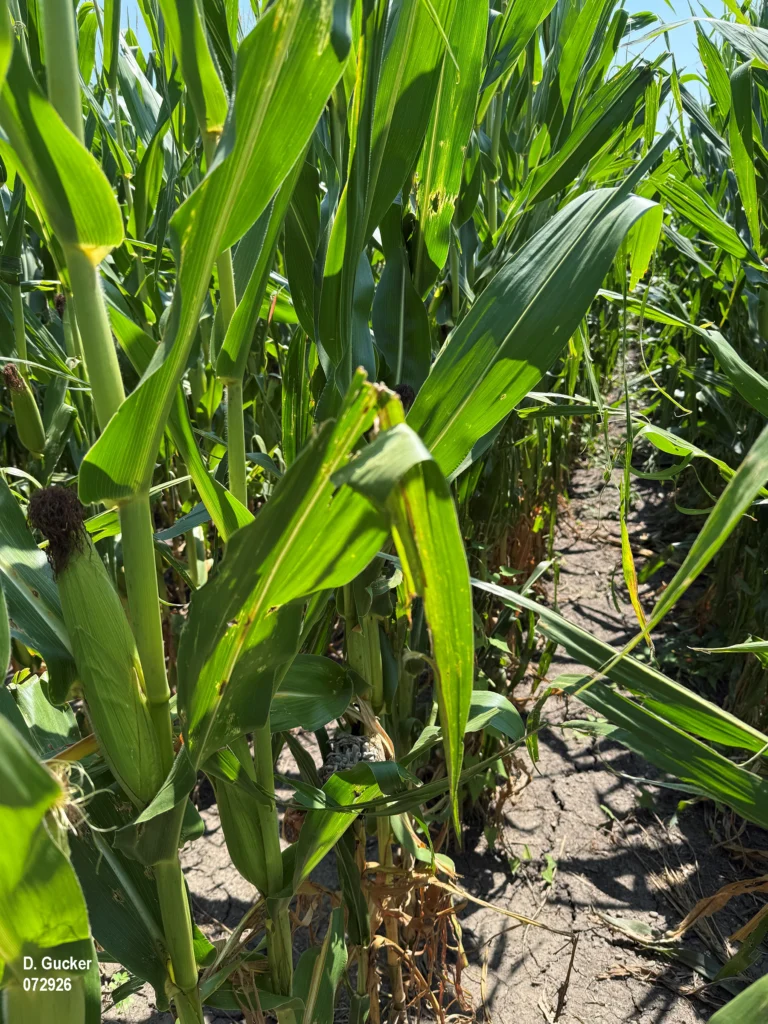 Photo of a cornfield that suffered hail damage on June 17, 2026, showing the still visible damage to the leaves, corn shut and the crop's reduced canopy coverage.
