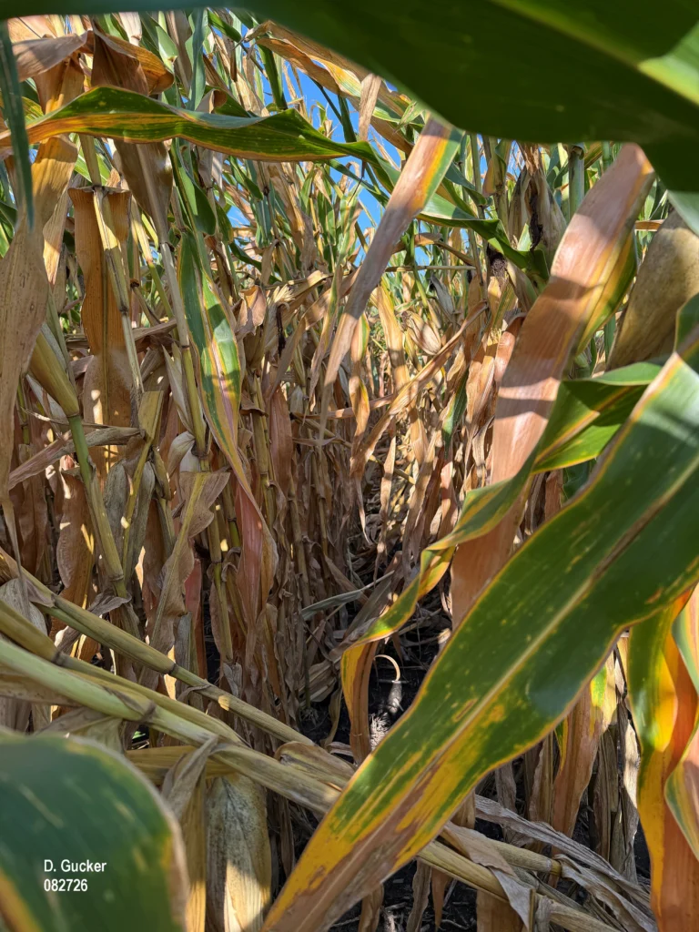 Photo looking down between 2 rows of corn. The corn leaves are showing severe N deficiency symptoms; a few plants are dead, and some are lodged. This points to a root or stalk issue.