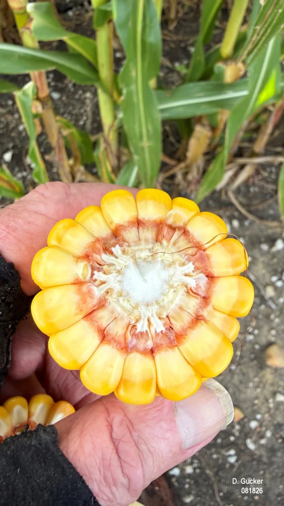 The milk line is evident corn ears in the R5, Dent Stage. The milk line is about 1/3 of the way down the length of the kernel.
