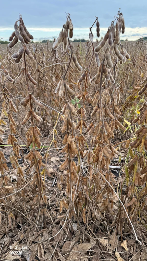 Nearly all of the area soybean fields have reached the R8, Full Maturity stage. The exception are the double-crop fields.