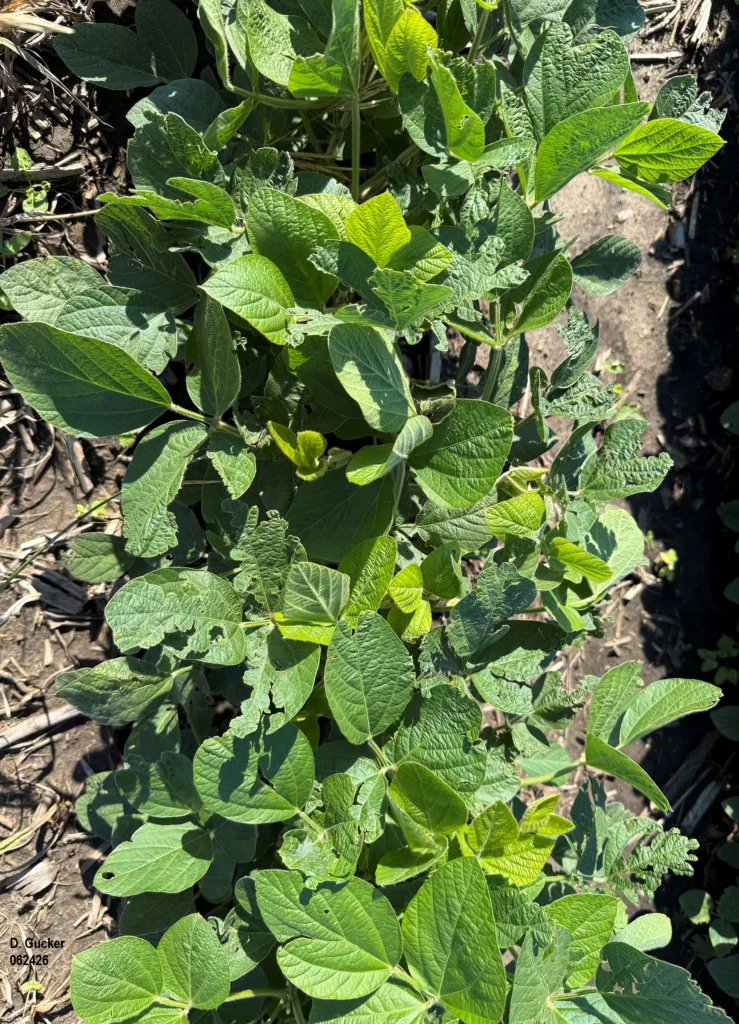 A photo of soybean plants damaged by hail a week earlier. Two sets of undamaged trifoliate leaves have emerged in that week, Photo date: June 24, 2026.