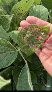 soybean leaf defoliation present, but only on the outside Soybean leaf defoliation by Japanese beetle is present in only the outside rows of some fields.
