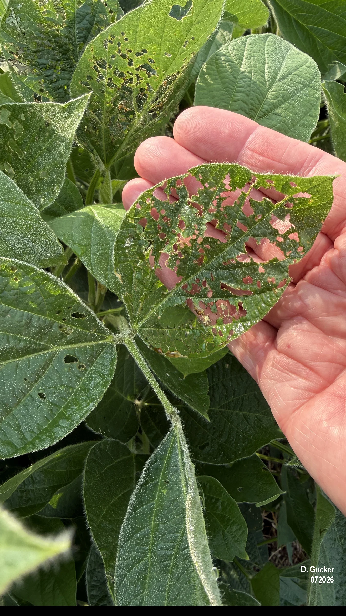 soybean leaf defoliation present, but only on the outside Soybean leaf defoliation by Japanese beetle is present in only the outside rows of some fields.