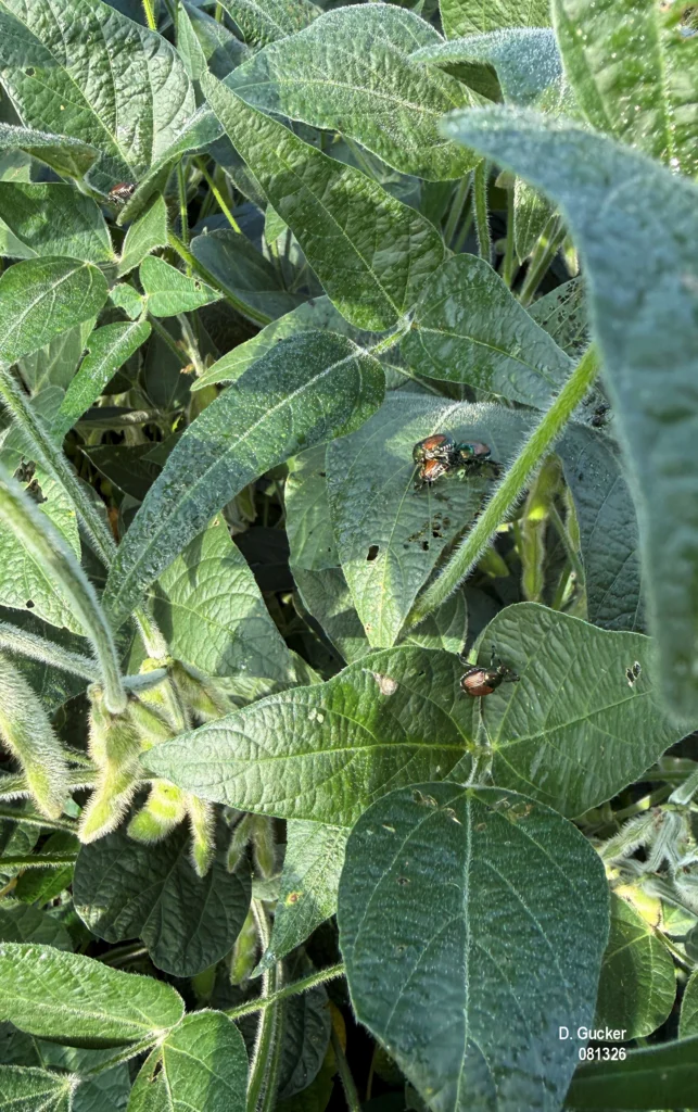 Female Japanese beetle with 3 male beetles on a soybean leaflet. Leaf feeding is evident.
